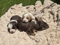 JACK, a male Miniature Australian Shepherd for sale in Bogart, GA – 3 of 4