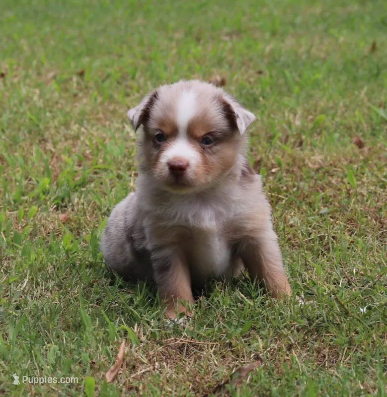 NOAH – Miniature Australian Shepherd puppy for sale in Bogart, GA