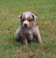 NOAH, a male Miniature Australian Shepherd for sale in Bogart, GA – 3 of 7