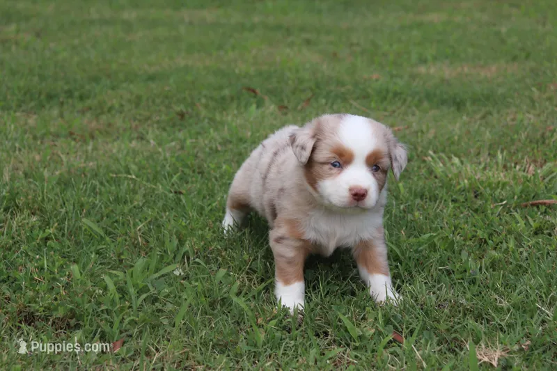 LIAM – Miniature Australian Shepherd puppy for sale in Bogart, GA