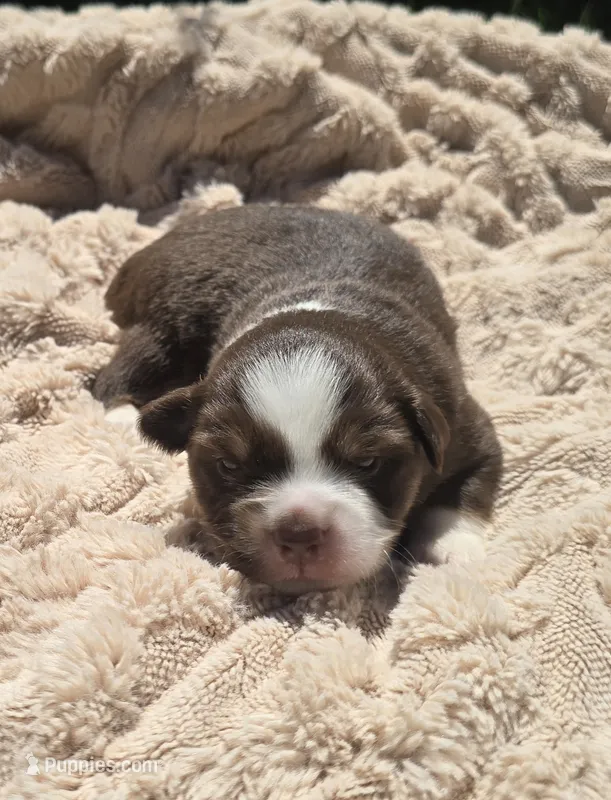 ADAM – Miniature Australian Shepherd puppy for sale in Bogart, GA