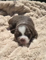 ADAM, a male Miniature Australian Shepherd for sale in Bogart, GA – 1 of 3