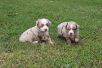 NOAH, a male Miniature Australian Shepherd for sale in Bogart, GA – 5 of 7