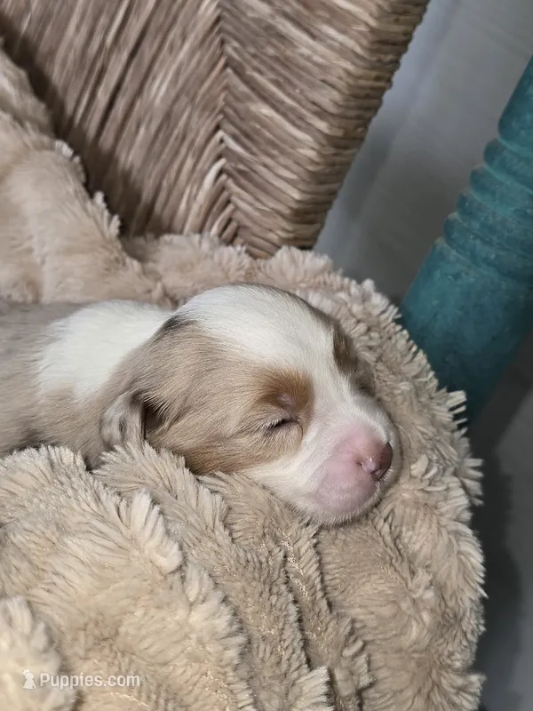 NOAH – Miniature Australian Shepherd puppy for sale in Bogart, GA