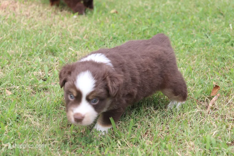 ADAM – Miniature Australian Shepherd puppy for sale in Bogart, GA