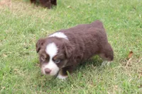 ADAM, a male Miniature Australian Shepherd for sale in Bogart, GA – 3 of 6