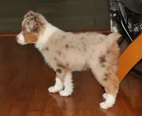 LIAM, a male Miniature Australian Shepherd for sale in Bogart, GA – 3 of 4