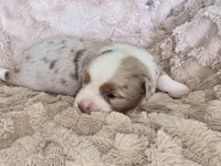 NOAH, a male Miniature Australian Shepherd for sale in Bogart, GA – 3 of 4
