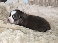 ADAM, a male Miniature Australian Shepherd for sale in Bogart, GA – 2 of 3