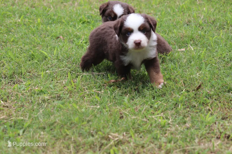 JACK blue eye – Miniature Australian Shepherd puppy for sale in Bogart, GA