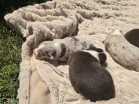 JACK, a male Miniature Australian Shepherd for sale in Bogart, GA – 2 of 4