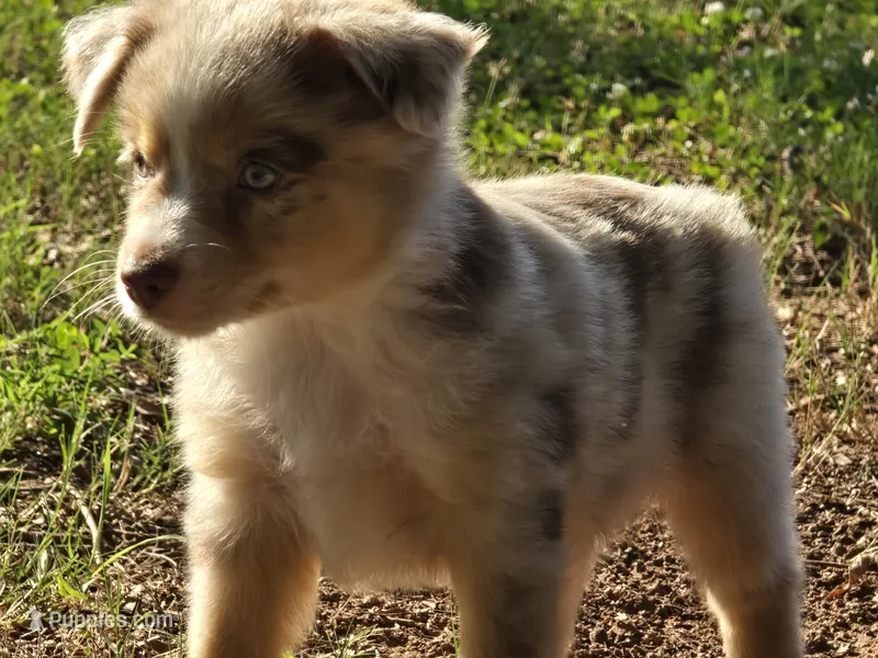 NOAH – Miniature Australian Shepherd puppy for sale in Bogart, GA
