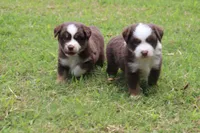 JACK blue eye, a male Miniature Australian Shepherd for sale in Bogart, GA – 3 of 5