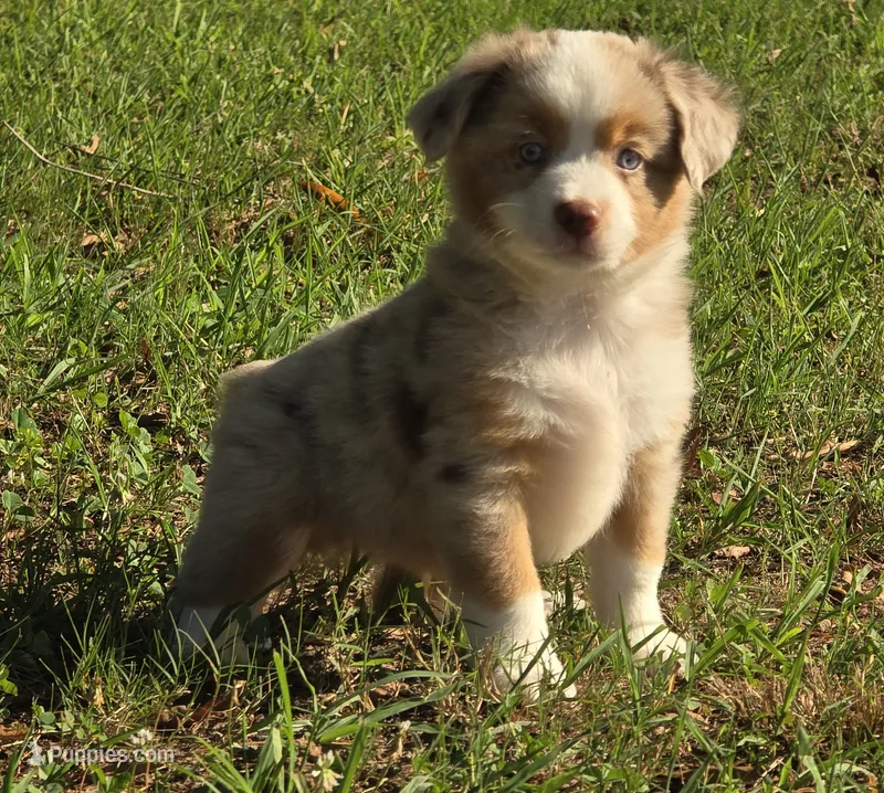 LIAM – Miniature Australian Shepherd puppy for sale in Bogart, GA