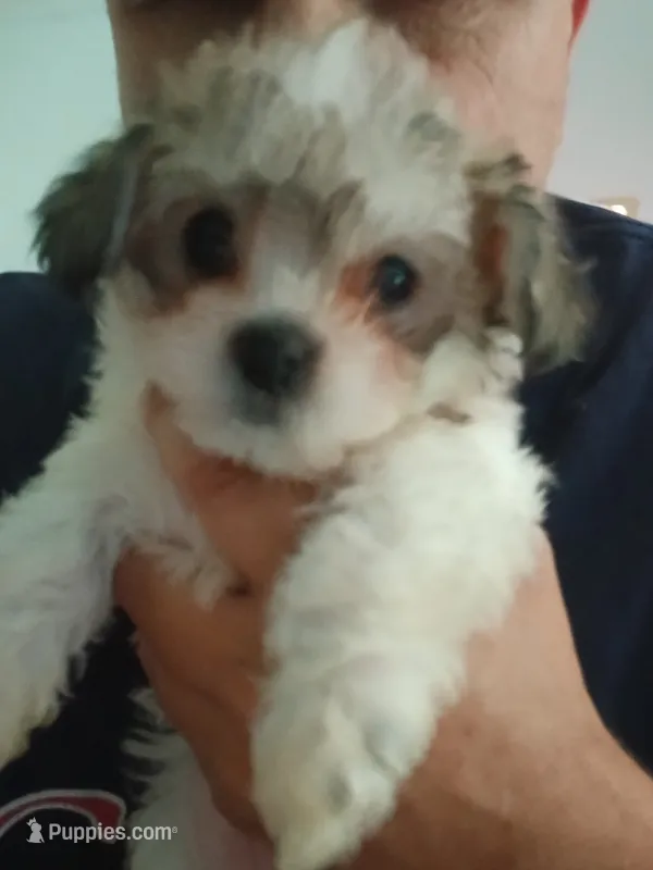 E – Maltese, Morkie puppy for sale in Garrettsville, OH