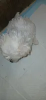 Precious , a female Maltese and Morkie for sale in Garrettsville, OH – 5 of 10