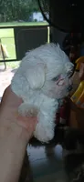 Precious , a female Maltese and Morkie for sale in Garrettsville, OH – 4 of 10