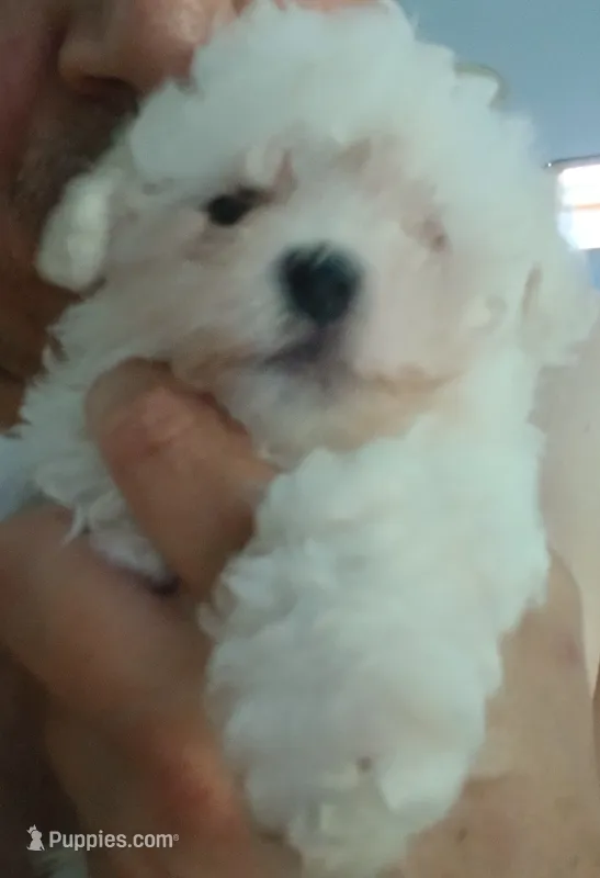 Zeus – Maltese, Morkie puppy for sale in Garrettsville, OH