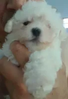 Zeus, a male Maltese and Morkie for sale in Garrettsville, OH – 1 of 7