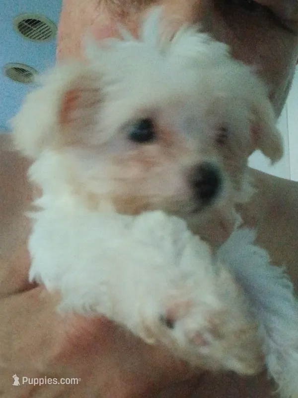 Precious  – Maltese, Morkie puppy for sale in Garrettsville, OH