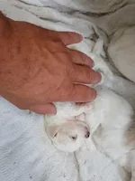Bella , a female Maltese and Morkie for sale in Garrettsville, OH – 5 of 5
