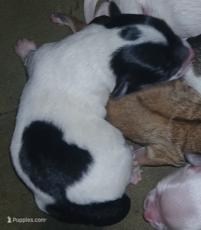 D, a female Maltese and Morkie for sale in Garrettsville, OH – 1 of 7