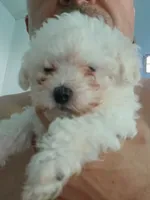 Zeus, a male Maltese and Morkie for sale in Garrettsville, OH – 3 of 7
