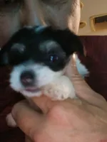 D, a female Maltese and Morkie for sale in Garrettsville, OH – 2 of 10