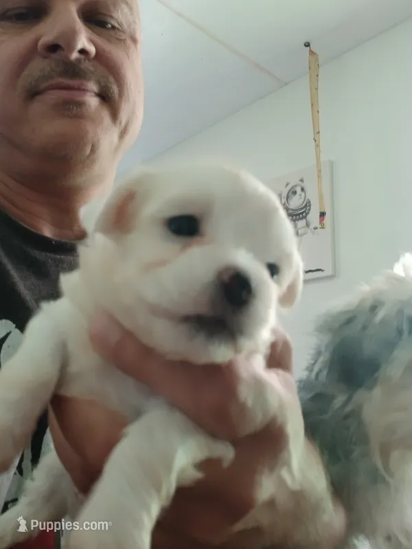 B – Maltese, Morkie puppy for sale in Garrettsville, OH