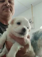 B, a male Maltese and Morkie for sale in Garrettsville, OH – 1 of 9