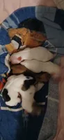 A, a female Maltese and Morkie for sale in Garrettsville, OH – 2 of 4