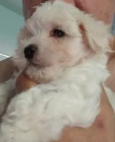 Duke, a male Maltese and Morkie for sale in Garrettsville, OH – 2 of 8