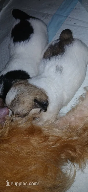 E – Maltese, Morkie puppy for sale in Garrettsville, OH