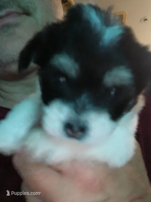 D – Maltese, Morkie puppy for sale in Garrettsville, OH