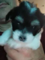 D, a female Maltese and Morkie for sale in Garrettsville, OH – 1 of 10