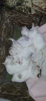 Precious , a female Maltese and Morkie for sale in Garrettsville, OH – 7 of 10