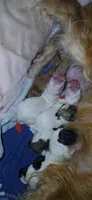 A, a female Maltese and Morkie for sale in Garrettsville, OH – 1 of 4
