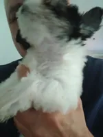 D, a female Maltese and Morkie for sale in Garrettsville, OH – 4 of 10