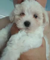 Duke, a male Maltese and Morkie for sale in Garrettsville, OH – 1 of 8