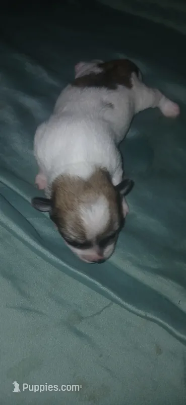 E – Maltese, Morkie puppy for sale in Garrettsville, OH