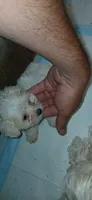 Precious , a female Maltese and Morkie for sale in Garrettsville, OH – 3 of 10