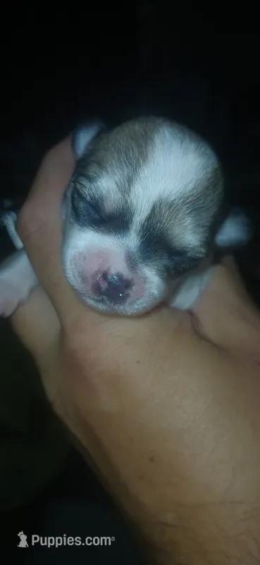 E – Maltese, Morkie puppy for sale in Garrettsville, OH