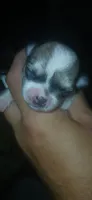 E, a female Maltese and Morkie for sale in Garrettsville, OH – 1 of 10