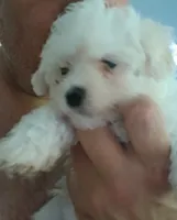 Zeus, a male Maltese and Morkie for sale in Garrettsville, OH – 2 of 7