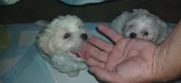 Duke, a male Maltese and Morkie for sale in Garrettsville, OH – 3 of 8