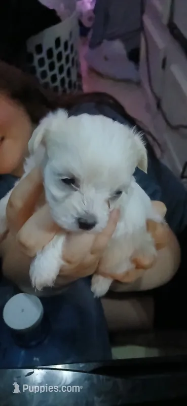 Bella  – Maltese, Morkie puppy for sale in Garrettsville, OH