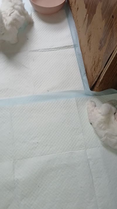 Bella , a female Maltese and Morkie for sale in Garrettsville, OH – 3 of 5