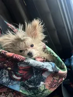 Boo, a female Pomapoo for sale in Villa Rica, GA – Photo 4 of 4