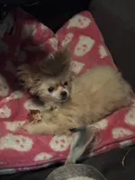 Boo, a female Pomapoo for sale in Villa Rica, GA – Photo 2 of 4