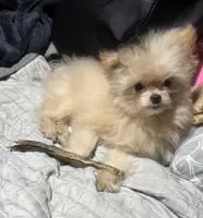 Boo, a female Pomapoo for sale in Villa Rica, GA – Photo 1 of 4